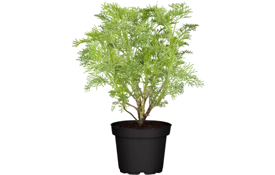 Artemisia abrotanum cola-kraut Artemisia abrotanum cola-kraut