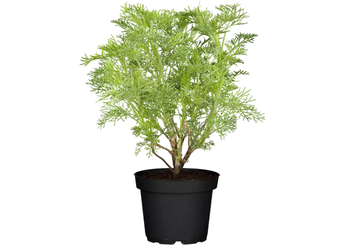 Artemisia abrotanum cola-kraut Artemisia abrotanum cola-kraut