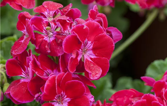Pelargonium zonale Flower Fairy® Violet 21, Swevioimp 
