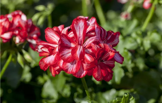 Pelargonium peltatum Mexica® Ruby, Pacruby  Pelargonium peltatum Mexica® Ruby, Pacruby
