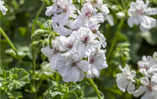 Pelargonium peltatum Blanche Roche Pelargonium peltatum Blanche Roche