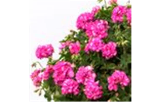 Pelargonium peltatum Mexica® Amy Pelargonium peltatum Mexica® Amy