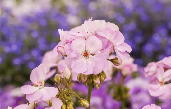 Pelargonium zonale Greta