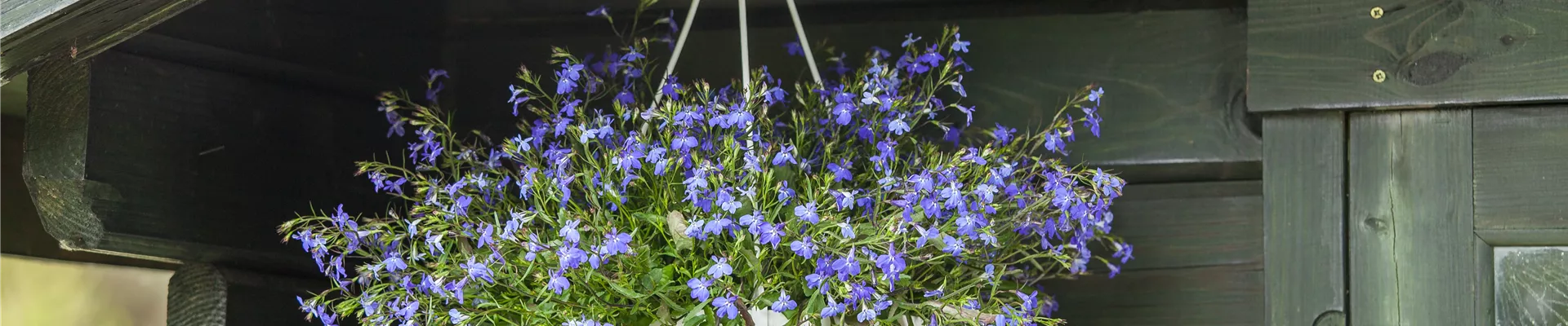 Lobelia erinus Lobelia erinus