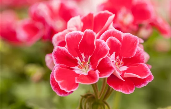 Pelargonium zonale Spanish Wine