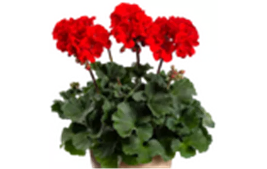 Pelargonium zonale Violetta