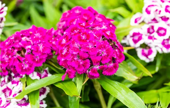 Dianthus barbatus 'Barbarini Purple'