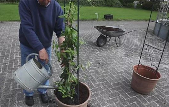 Immergrünes Geißblatt - Einpflanzen am Rankbogen Immergrünes Geißblatt - Einpflanzen am Rankbogen