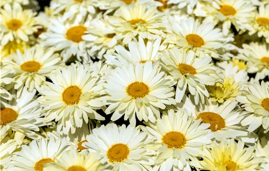Leucanthemum x superbum 'Banana Cream' ® Leucanthemum x superbum 'Banana Cream' ®