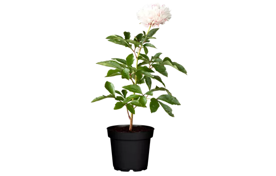 Paeonia lactiflora 'Sarah Bernhardt'