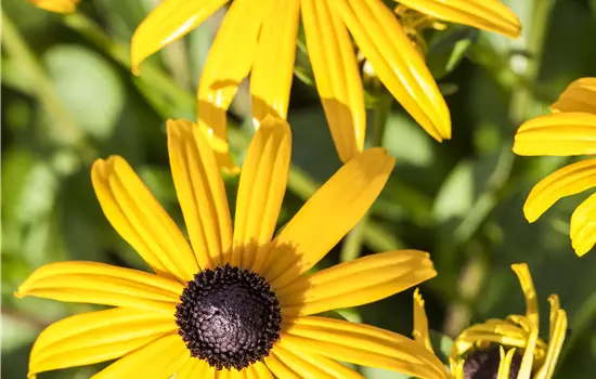 Rudbeckia fulgida 'Goldsturm'