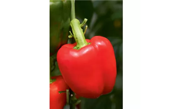 Capsicum annuum Paprika Beluga® Red (Bontempi) F1 Capsicum annuum Paprika Beluga® Red (Bontempi) F1