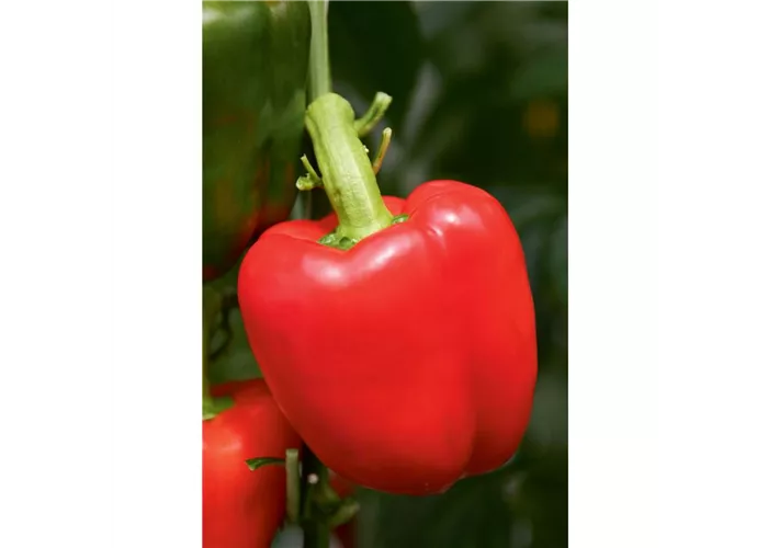 Capsicum annuum Paprika Beluga® Red (Bontempi) F1 Capsicum annuum Paprika Beluga® Red (Bontempi) F1