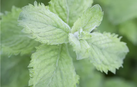 Mentha Schoko Mentha Schoko