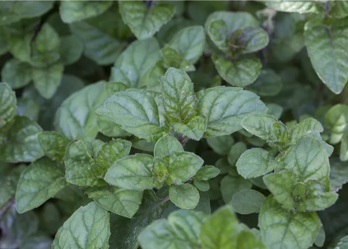 Mentha 'Berries & Cream' Mentha 'Berries & Cream'