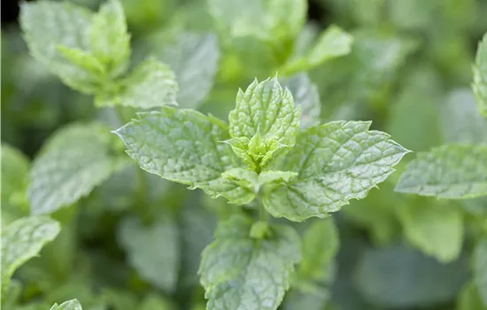 Mentha 'Casablanca' Mentha 'Casablanca'