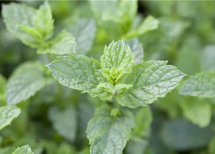 Mentha 'Casablanca' Mentha 'Casablanca'