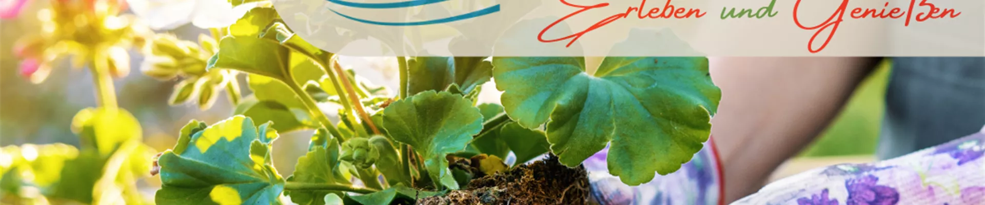 Balkonkasten Balkonkasten