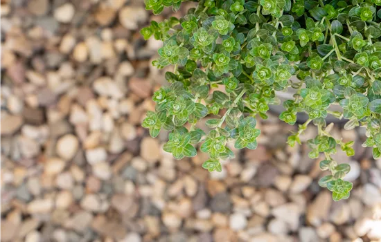 Thymus Pizzathymian Thymus Pizzathymian