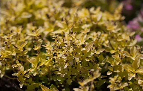 Origanum vulgare Gold oregano Origanum vulgare Gold oregano