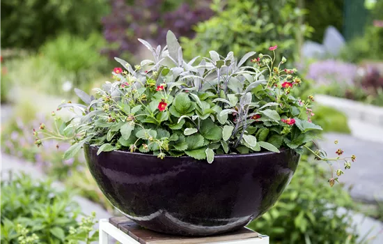 Salvia officinalis Tricolor Salvia officinalis Tricolor