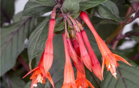 Fuchsia ssp. Koralle