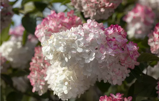 Hydrangea paniculata 'Sundae Fraise®' Hydrangea paniculata 'Sundae Fraise®'