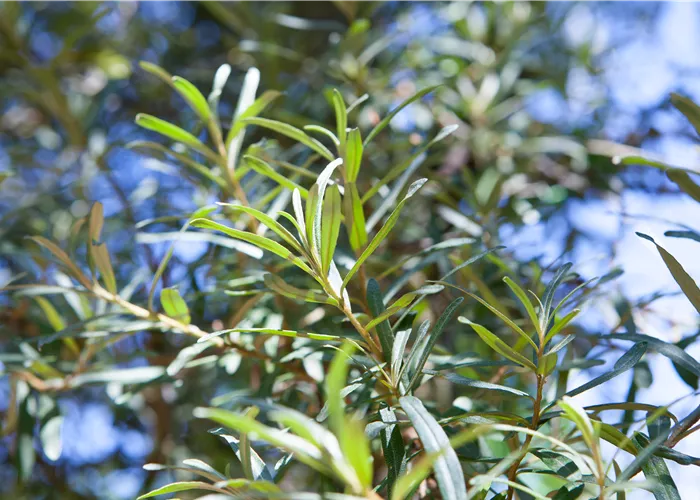 Hippophae rhamnoides 'Pollmix' Hippophae rhamnoides 'Pollmix'