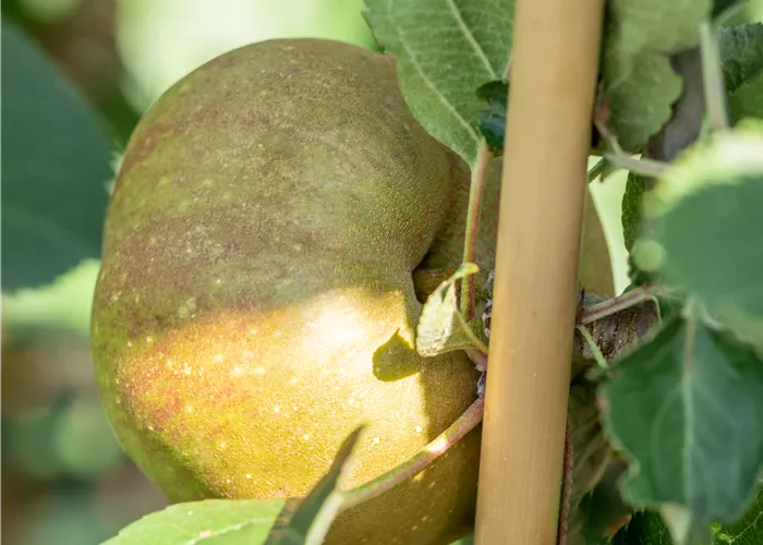 Malus 'Gravensteiner' Malus 'Gravensteiner'