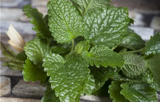 Melissa officinalis (Zitronenmelisse) Melissa officinalis (Zitronenmelisse)