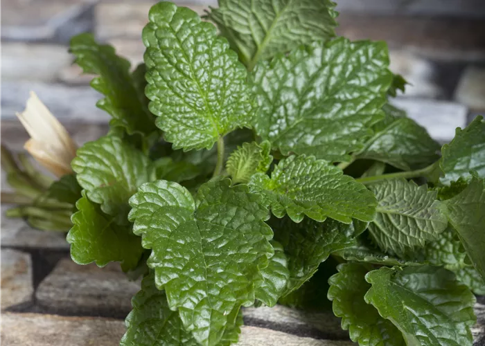 Melissa officinalis (Zitronenmelisse) Melissa officinalis (Zitronenmelisse)