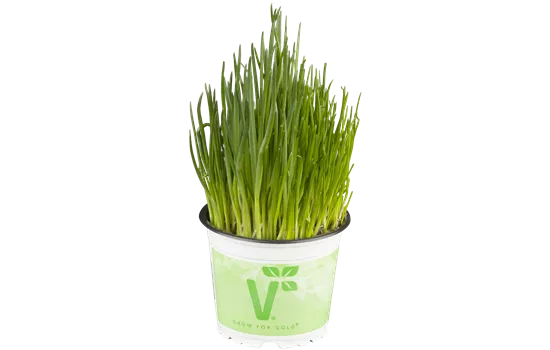 Allium schoenoprasum Schnittlauch Alando® (Staro) Allium schoenoprasum Schnittlauch Alando® (Staro)