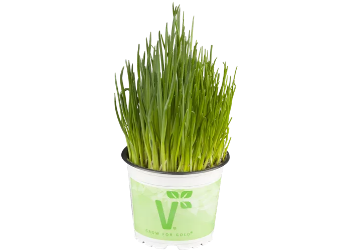 Allium schoenoprasum Schnittlauch Alando® (Staro) Allium schoenoprasum Schnittlauch Alando® (Staro)