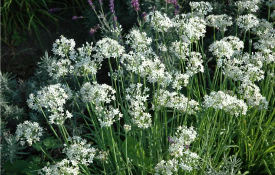 Allium tuberosum Schnittknoblauch Neko Allium tuberosum Schnittknoblauch Neko