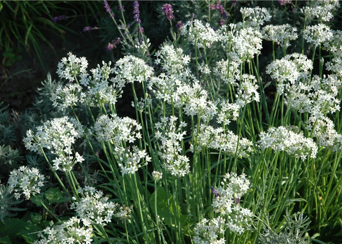 Allium tuberosum Schnittknoblauch Neko Allium tuberosum Schnittknoblauch Neko