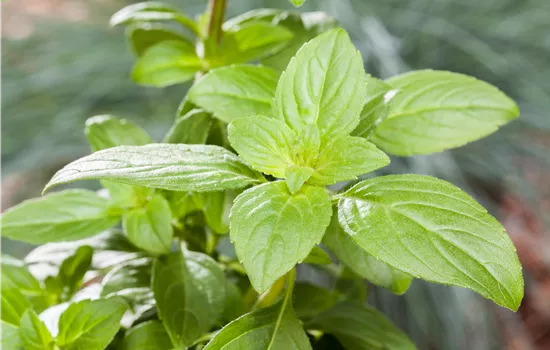 Ocimum basilicum Basilikum Magic White® Ocimum basilicum Basilikum Magic White®