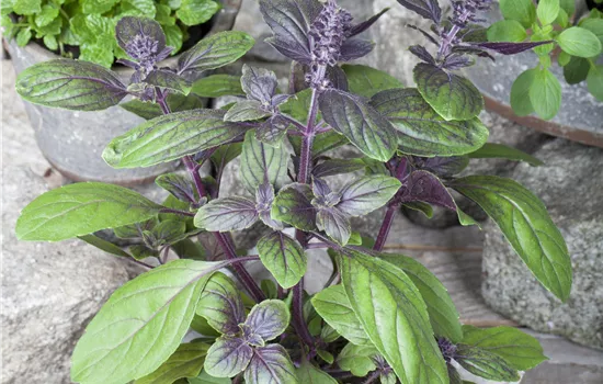 Ocimum basilicum Basilikum Magic Blue® Ocimum basilicum Basilikum Magic Blue®
