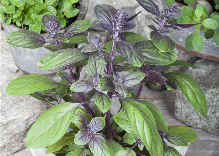 Ocimum basilicum Basilikum Magic Blue®