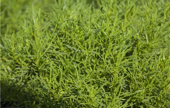 Santolina viridis Olivenkraut 