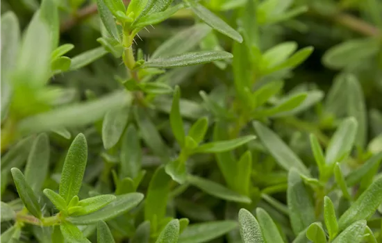 Satureja montana Staudenbohnenkraut Bolero Satureja montana Staudenbohnenkraut Bolero