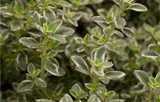 Thymus citrodorus Variegated Thymus citrodorus Variegated