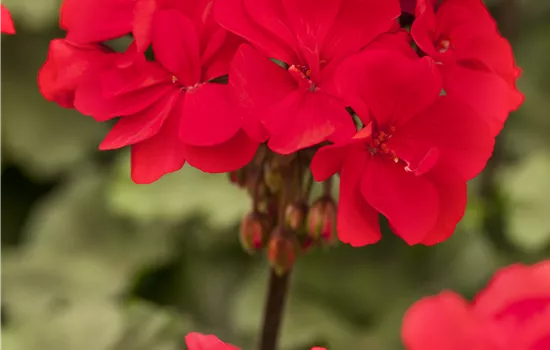 Pelargonium zonale Abelina