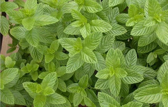 Mentha piperita Spearmint Mentha piperita Spearmint