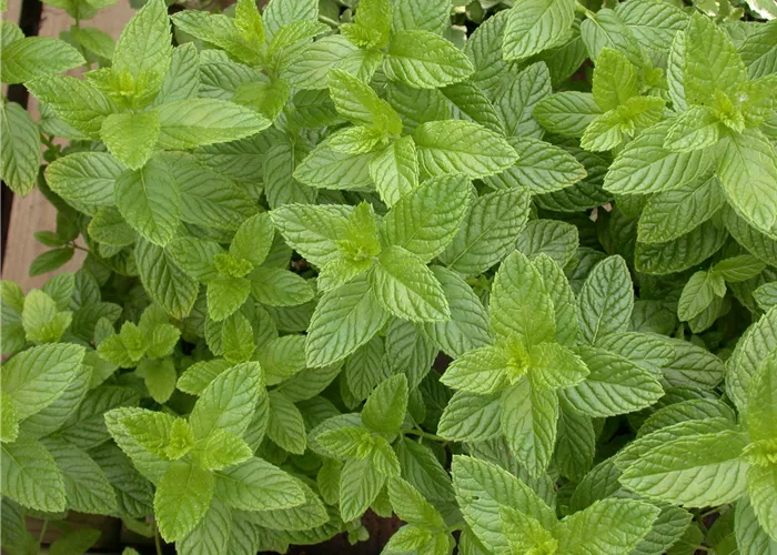 Mentha piperita Spearmint Mentha piperita Spearmint