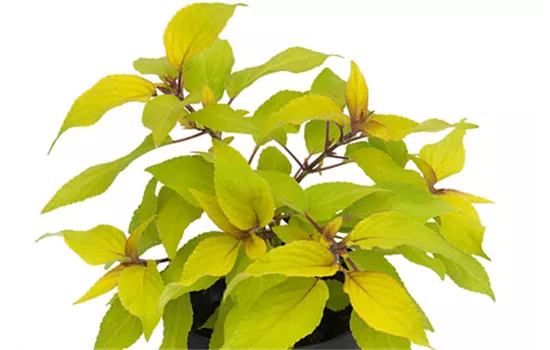 Salvia elegans Golden Delicious