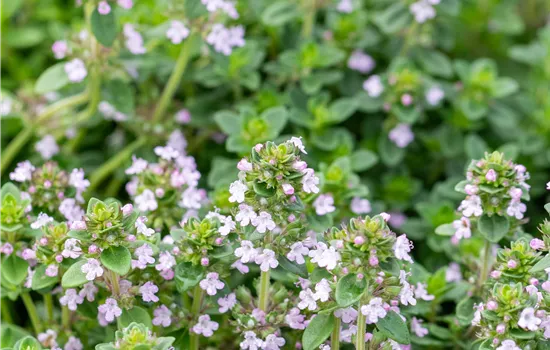 Thymus citriodorus (Zitronenthymian) Lemon  Thymus citriodorus (Zitronenthymian) Lemon