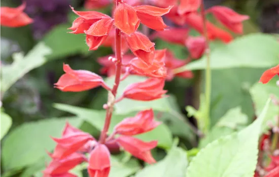 Salvia splendens Salvia splendens
