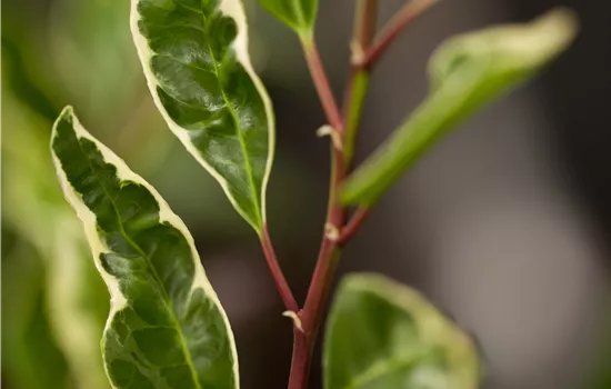 Prunus lus. 'Variegata' Prunus lus. 'Variegata'