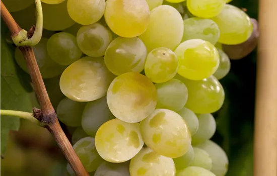 Vitis 'Himrod' Vitis 'Himrod'