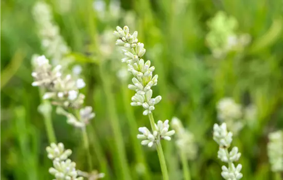 Lavandula ang. 'Arctic Snow'